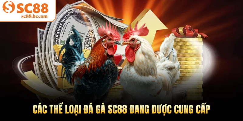 Các thể loại đá gà Sc88 đang được cung cấp