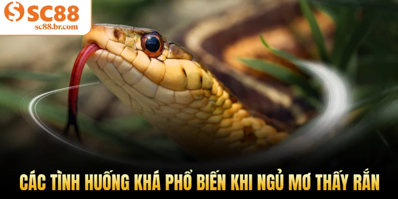 Các tình huống khá phổ biến khi ngủ mơ thấy rắn