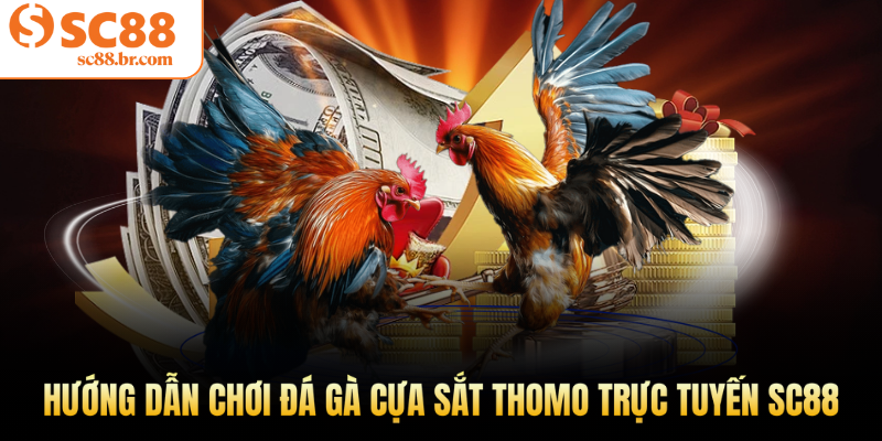 Đá gà cựa sắt Thomo
