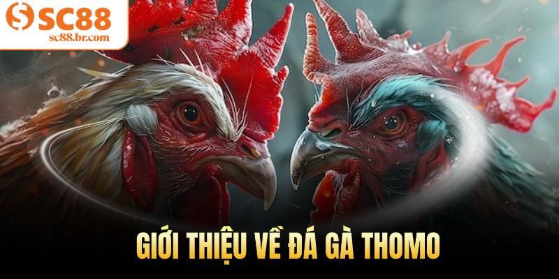 Giới thiệu về đá gà Thomo