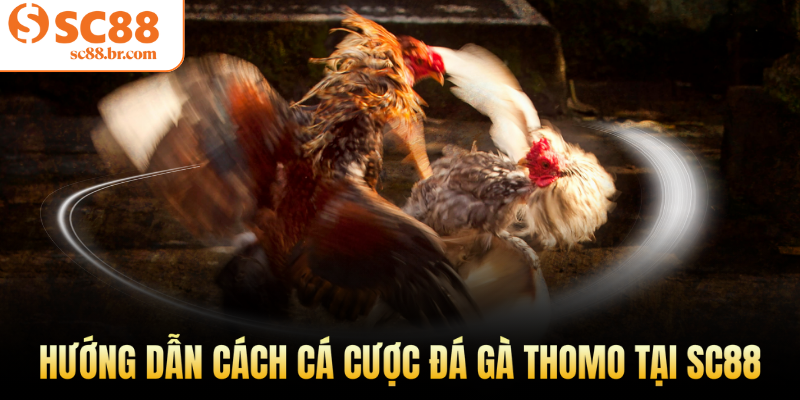 Hướng dẫn cách cá cược đá gà Thomo tại Sc88