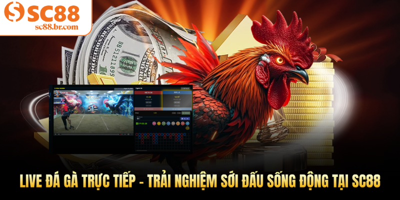 Live đá gà trực tiếp