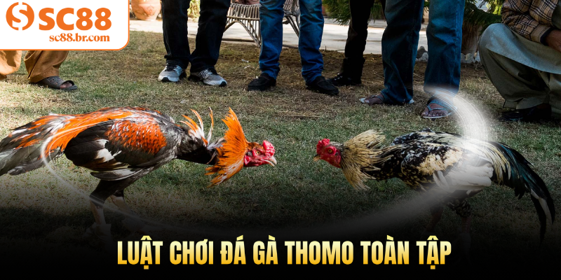 Luật chơi đá gà Thomo toàn tập