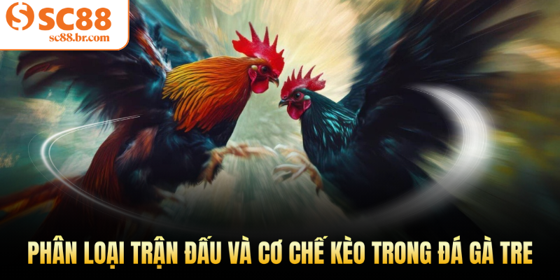 Phân loại trận đấu và cơ chế kèo trong đá gà tre